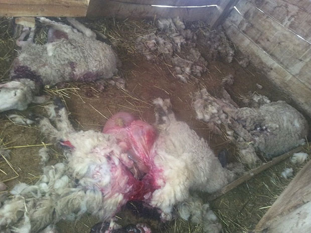 Пси луталице провалили резу и поклали овце